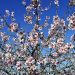 Cherry blossoms blooming on a tree against a clear blue sky.