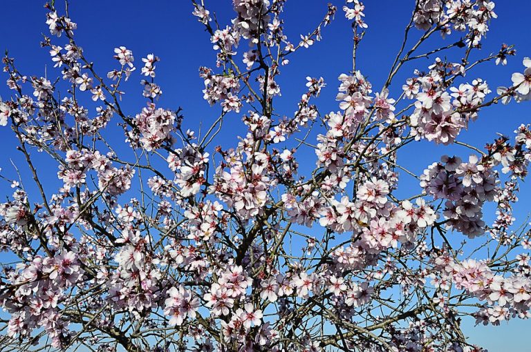Cherry blossoms blooming on a tree against a clear blue sky.
