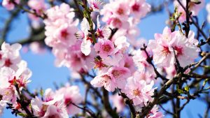 Pink cherry blossoms on tree branches against a clear blue sky.