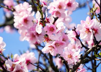 Pink cherry blossoms on tree branches against a clear blue sky.