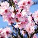 Pink cherry blossoms on tree branches against a clear blue sky.