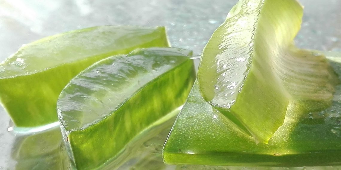 Slices of fresh aloe vera gel glistening in natural light.