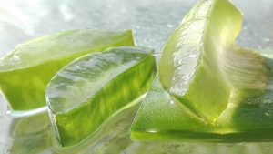 Slices of fresh aloe vera gel glistening in natural light.