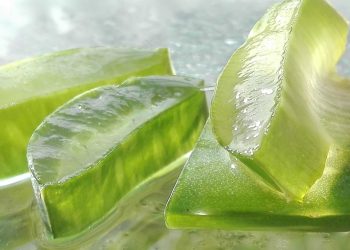 Slices of fresh aloe vera gel glistening in natural light.