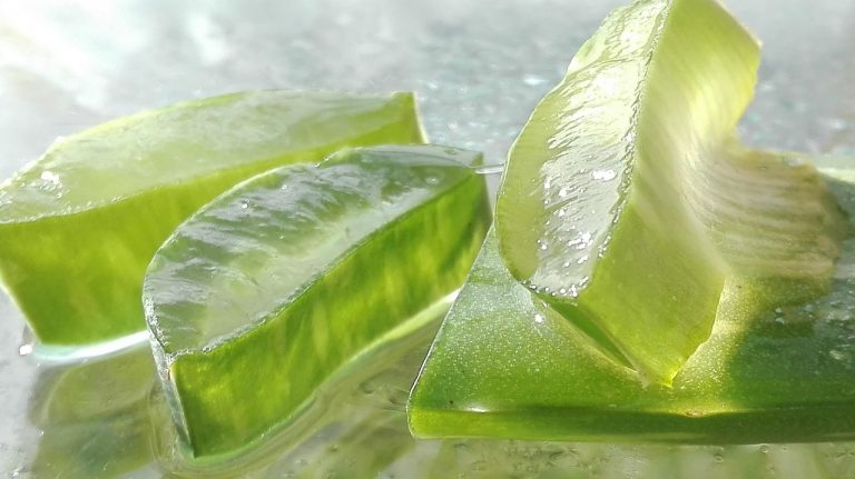 Slices of fresh aloe vera gel glistening in natural light.