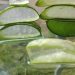 Sliced aloe vera gel on a reflective surface.