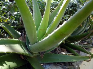 Aloe vera plant with long, spiky green leaves.