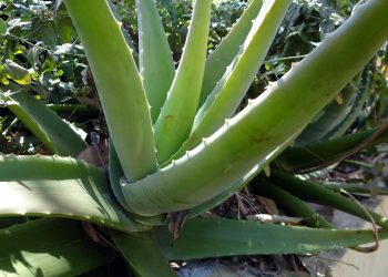 Aloe vera plant with long, spiky green leaves.