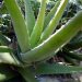 Aloe vera plant with long, spiky green leaves.