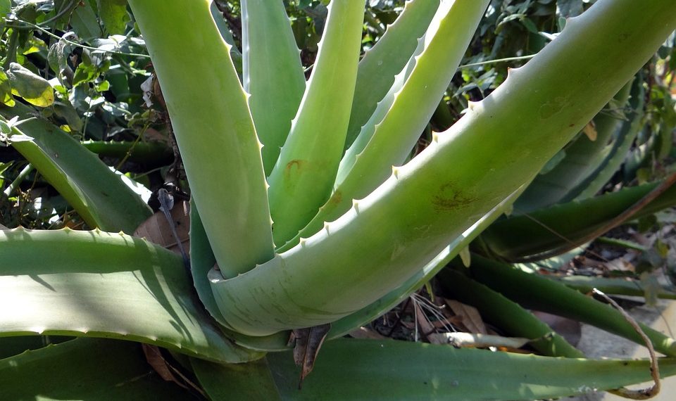 Aloe vera plant with long, spiky green leaves.