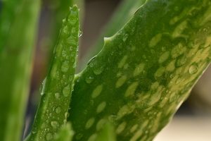 Close-up of fresh aloe vera leaves with water droplets.