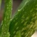 Close-up of fresh aloe vera leaves with water droplets.