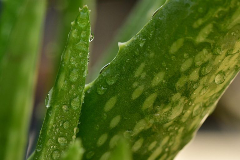 Close-up of fresh aloe vera leaves with water droplets.