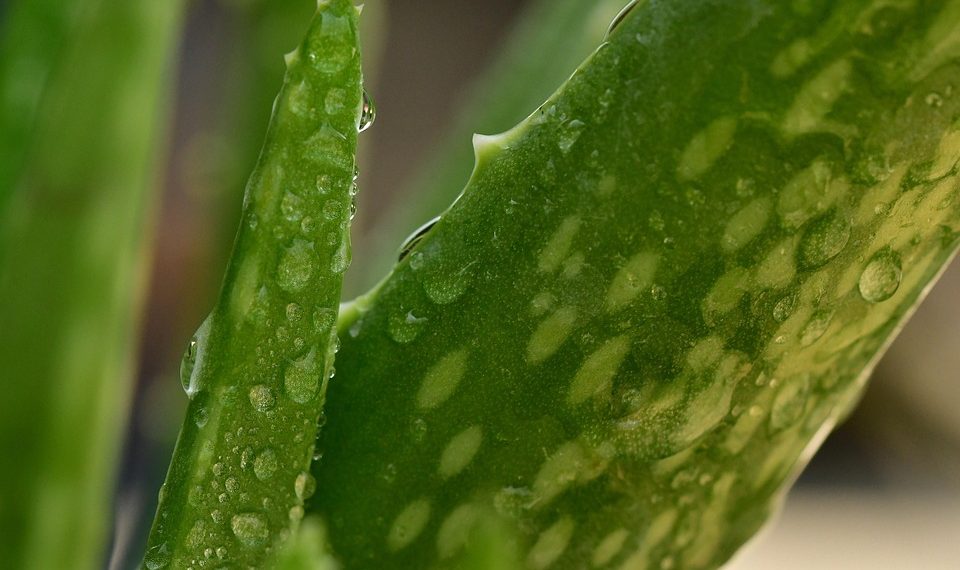 Close-up of fresh aloe vera leaves with water droplets.