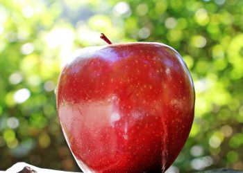 Shiny red apple in sunlight against a leafy background.