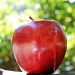Shiny red apple in sunlight against a leafy background.
