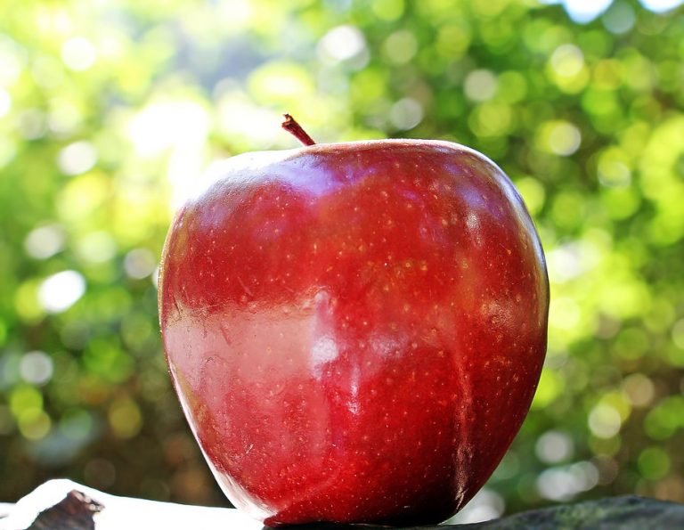 Shiny red apple in sunlight against a leafy background.