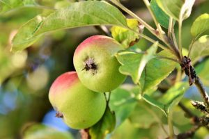 Two ripe apples hanging on a tree with green leaves.