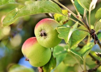 Two ripe apples hanging on a tree with green leaves.