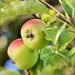 Two ripe apples hanging on a tree with green leaves.