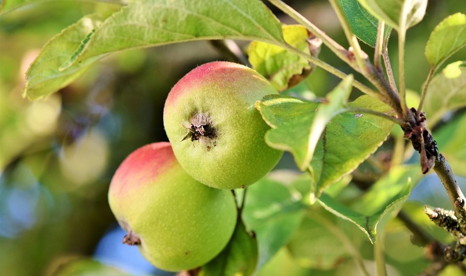 Two ripe apples hanging on a tree with green leaves.