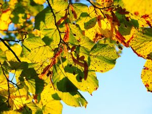 Sunlit autumn leaves with spots against a clear blue sky.