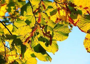 Sunlit autumn leaves with spots against a clear blue sky.