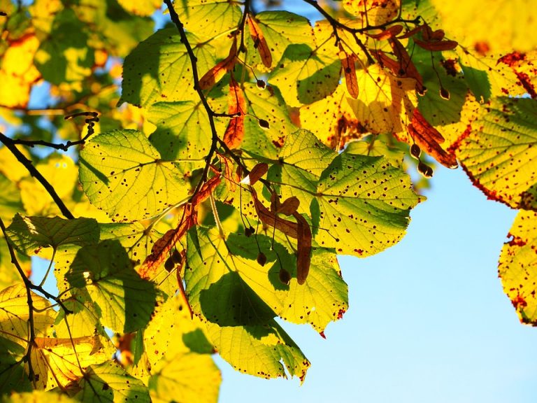 Sunlit autumn leaves with spots against a clear blue sky.