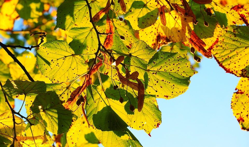 Sunlit autumn leaves with spots against a clear blue sky.