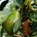 Avocado growing on a tree branch in a lush garden.