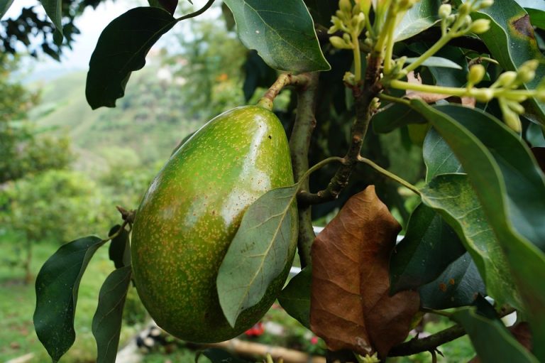 Avocado growing on a tree branch in a lush garden.