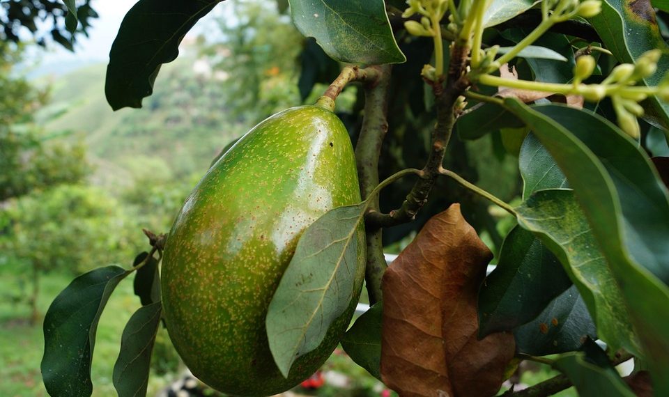 Avocado growing on a tree branch in a lush garden.