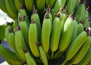 Green bananas growing on a tree.