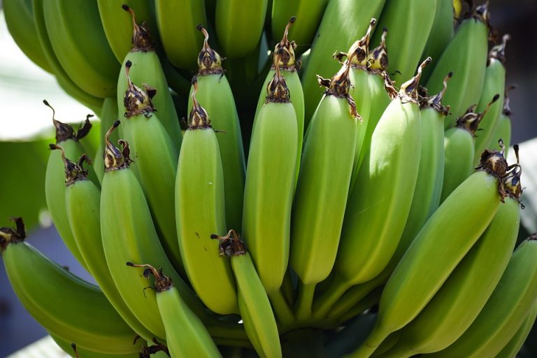 Green bananas growing on a tree.