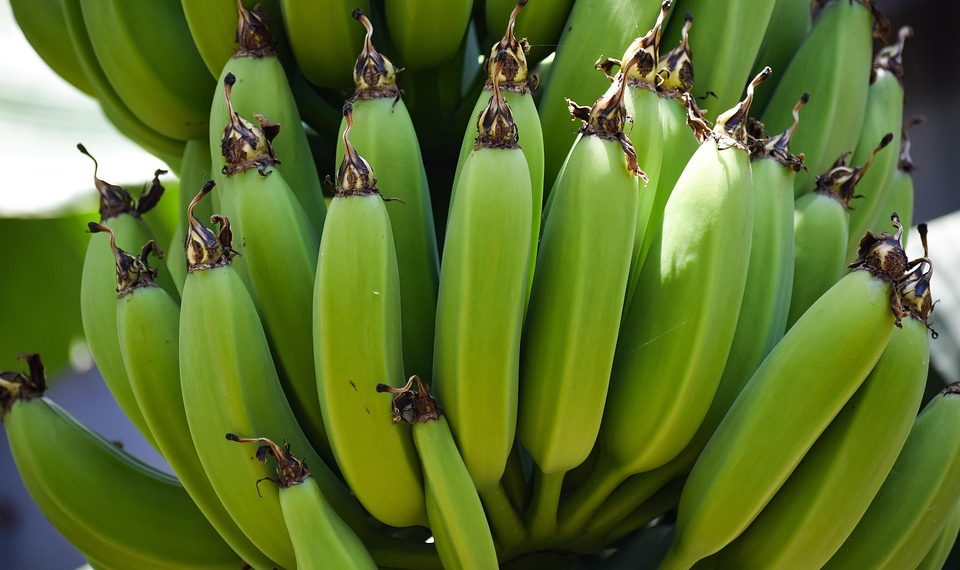 Green bananas growing on a tree.