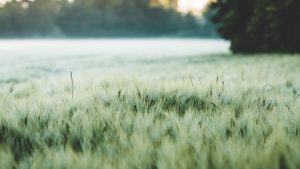 Dew-covered field of green wheat under soft morning light.