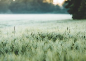 Dew-covered field of green wheat under soft morning light.