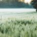 Dew-covered field of green wheat under soft morning light.