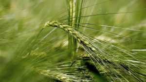 Close-up of lush green barley stalk swaying in a field.