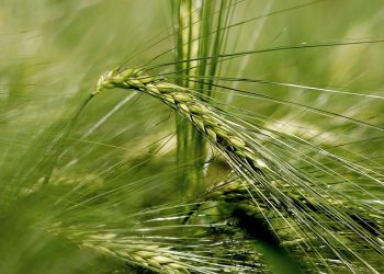 Close-up of lush green barley stalk swaying in a field.