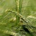 Close-up of lush green barley stalk swaying in a field.