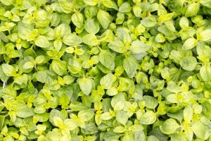 Lush green oregano leaves in a garden.