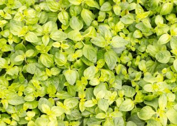 Lush green oregano leaves in a garden.
