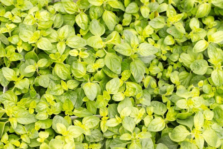 Lush green oregano leaves in a garden.