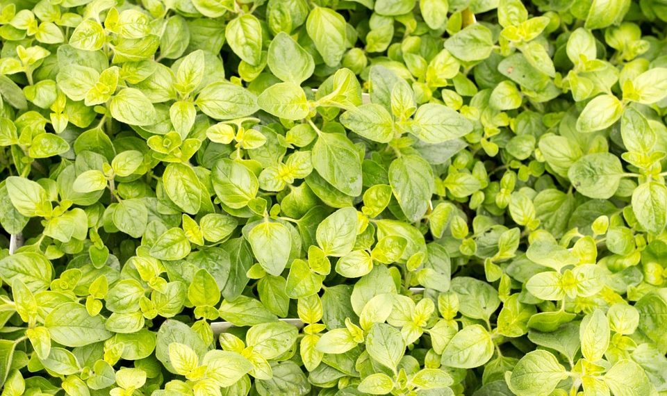 Lush green oregano leaves in a garden.