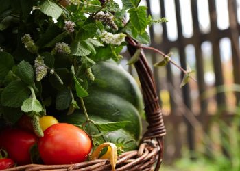 Basket of fresh garden vegetables and herbs.