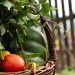Basket of fresh garden vegetables and herbs.