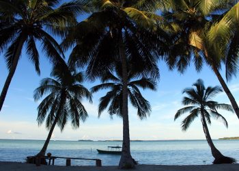 Tropical beach with palm trees and a boat on the ocean.