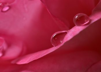 Close-up of dewdrops on a pink rose petal.