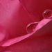 Close-up of dewdrops on a pink rose petal.